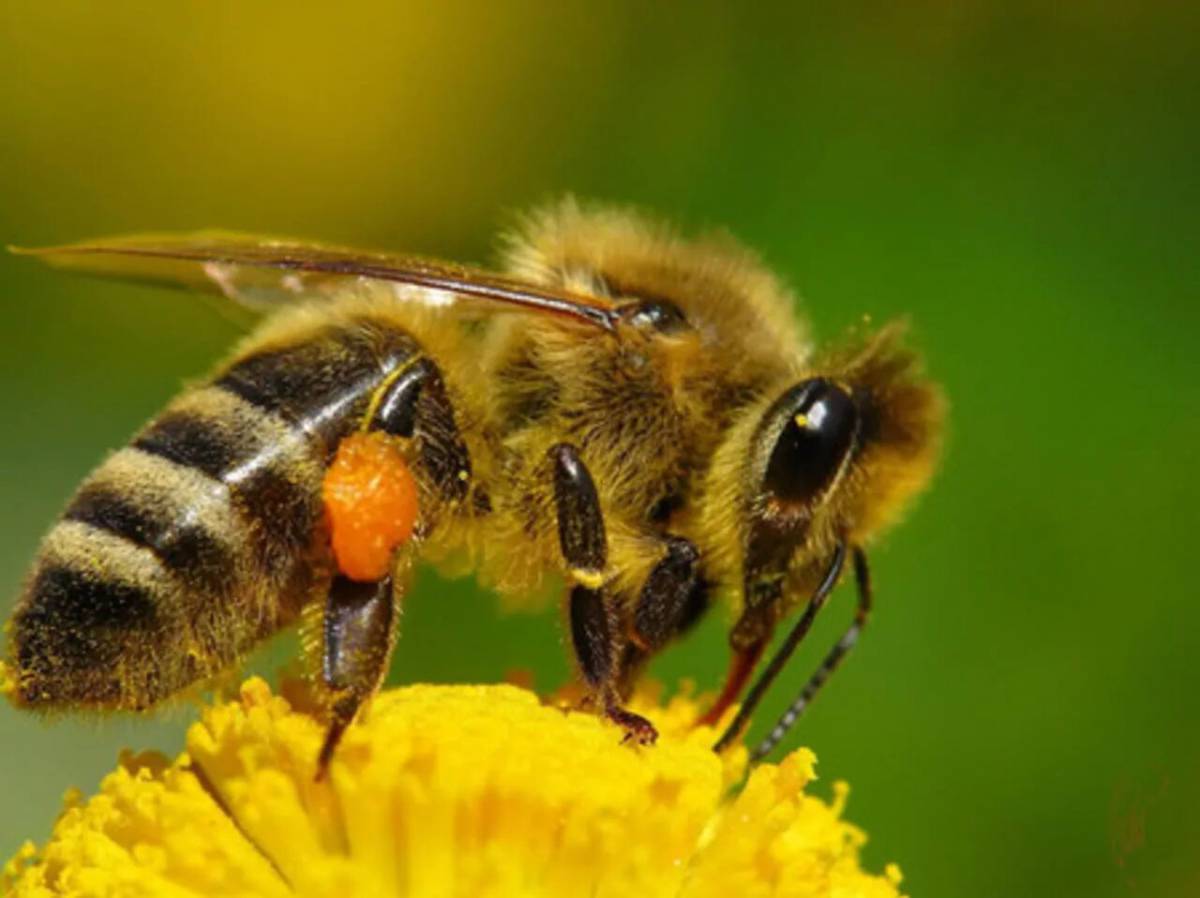 Пчела целом. Пчелы медоносные насекомые. Пчела APIS mellifera. Карпатская медоносная пчела. Дикая медоносная пчела.