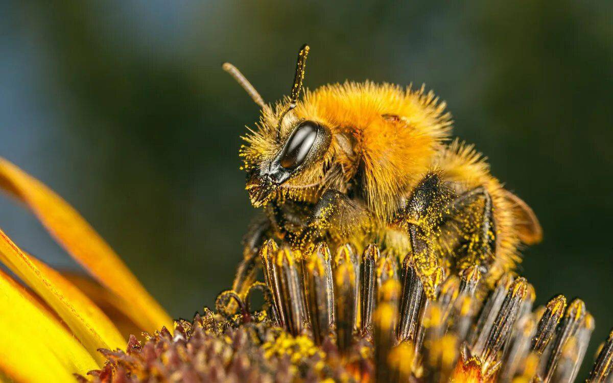 Пчела #25