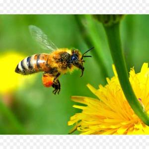 Раскраска пчела #32 #23393