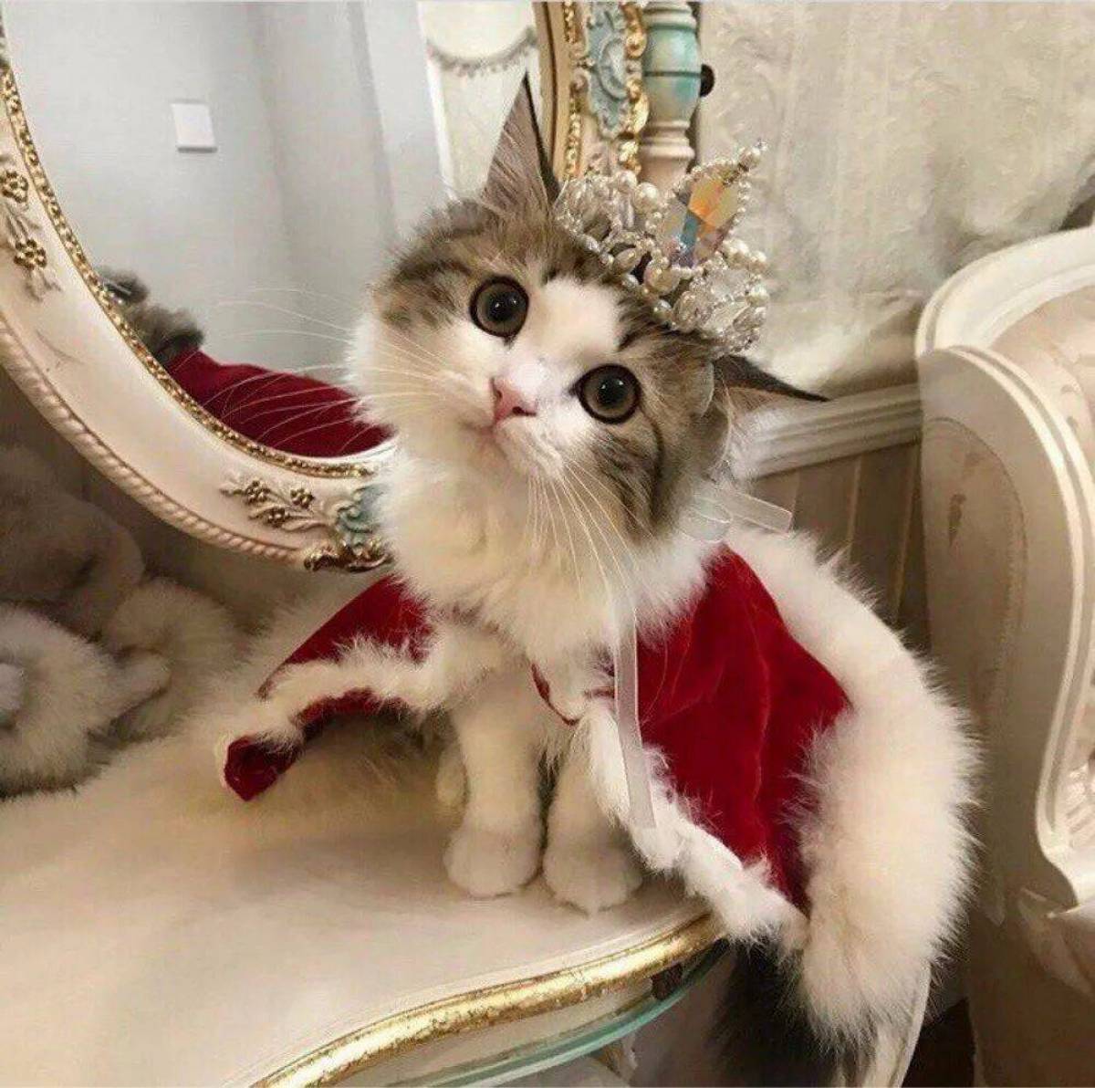 Смешные картинки котиков милые. Милые коты. Кошечка с короной. Шикарная кошка. Смешные кошки.