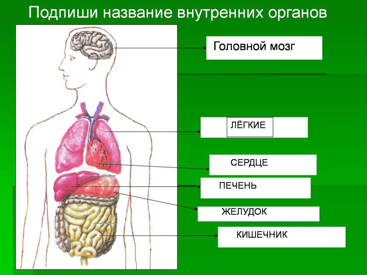 Строение тела человека 4 класс окружающий мир. Строение тела человека. Внутренние органы человека. Организм человека схема. Строение органов человека.