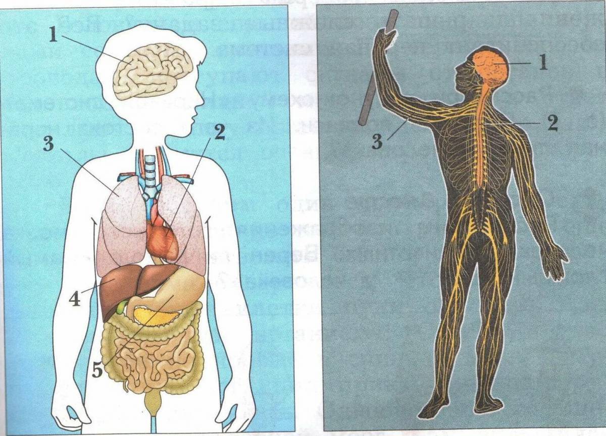 Рисунок строения тела человека