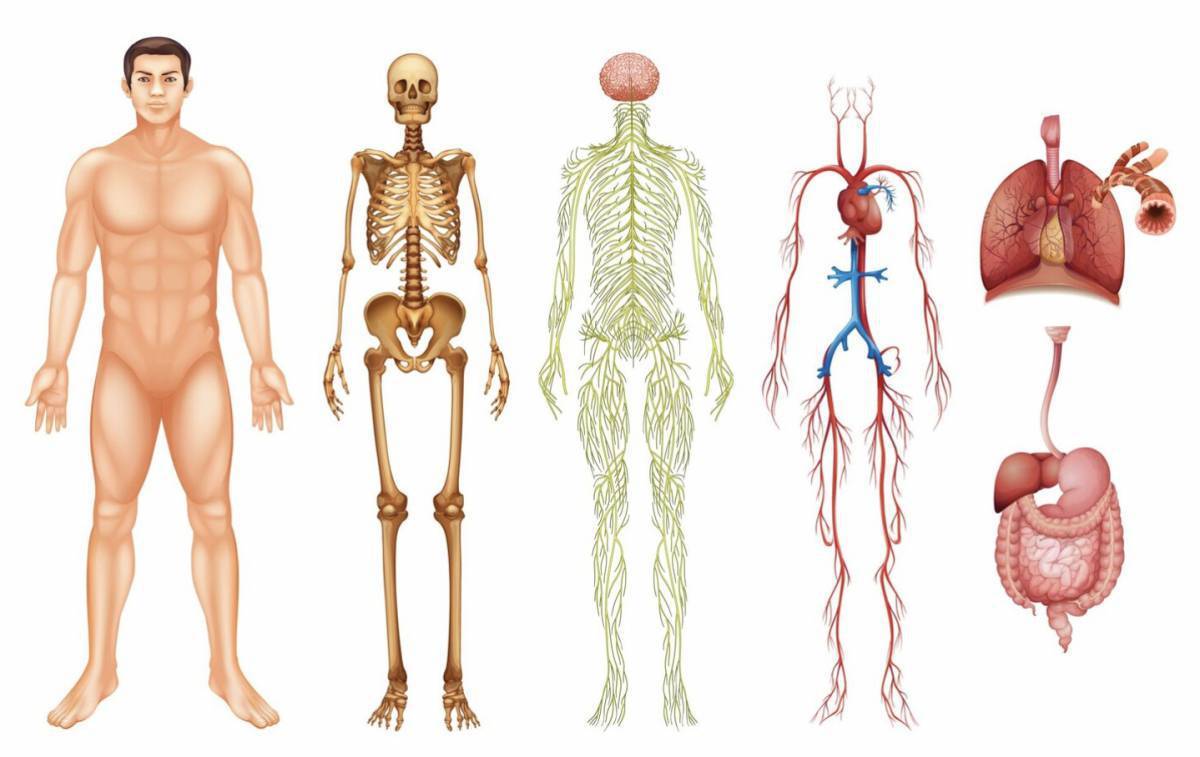 Организм человека и сам человек. Строение тела человека. Структура тела человека. Тело человека анатомия.