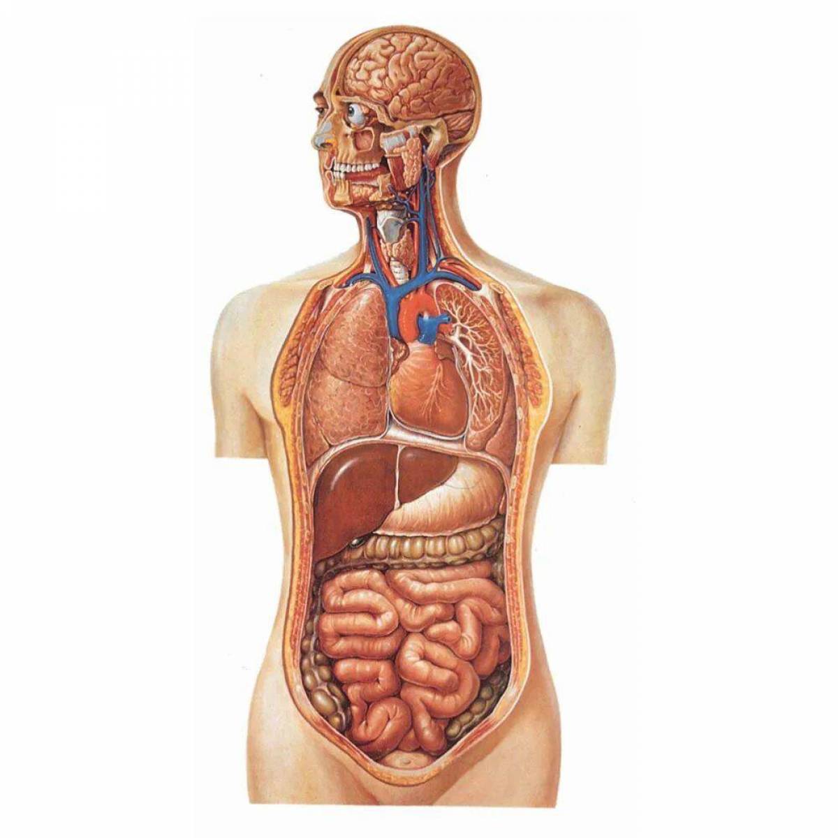 Внутреннее строение человеческого. Органы человека. Внутренние органы человека. Внутренниеиорганы человека. Строение организма человека.