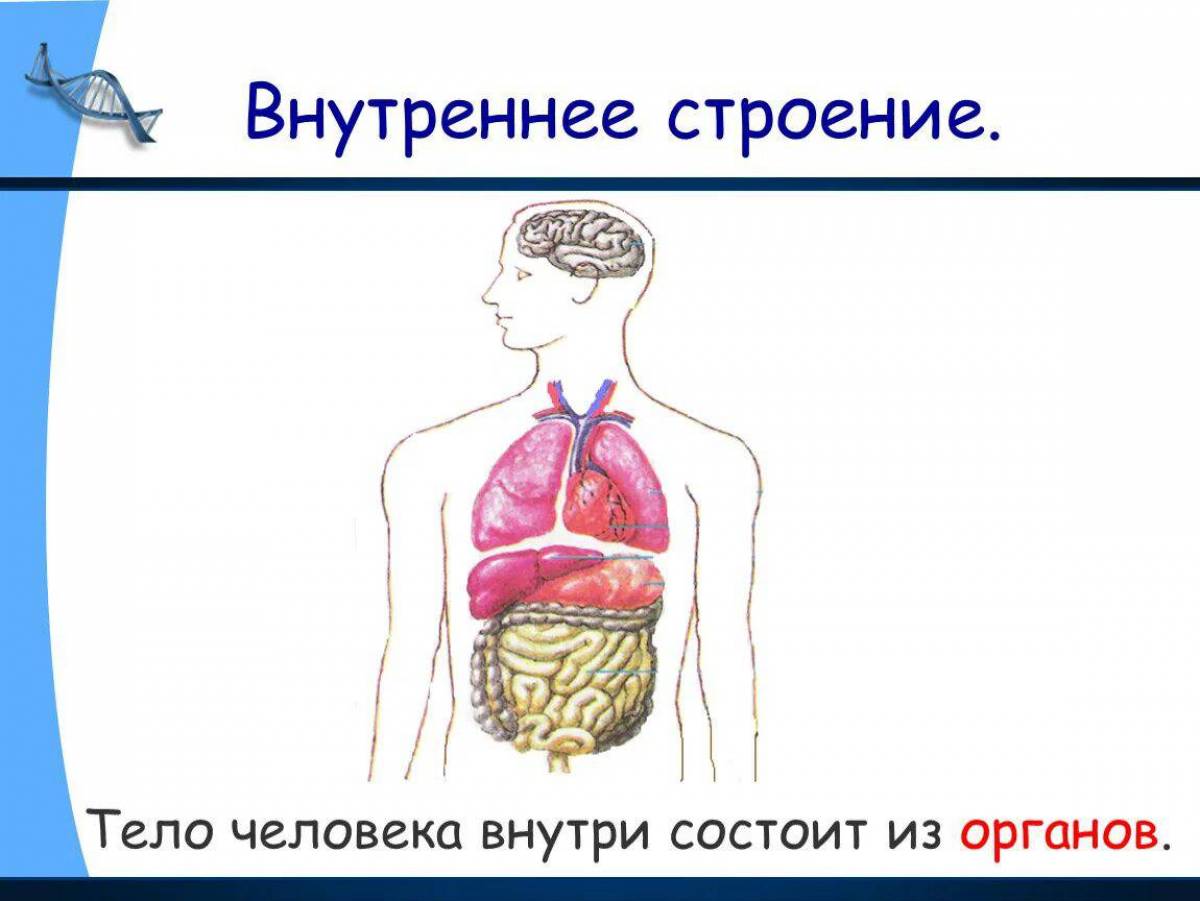 Строение человека проект