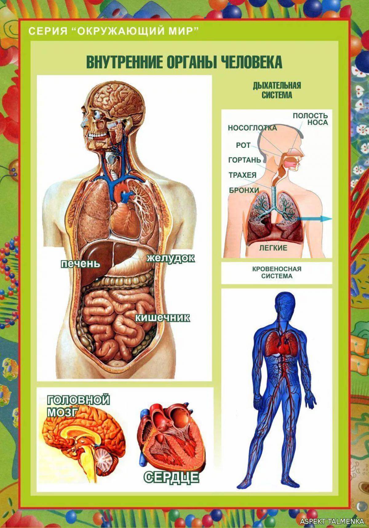 Строение человека органы названия. Строение тела человека. Внутренние органы человека. Плакат внутренние органы человека.