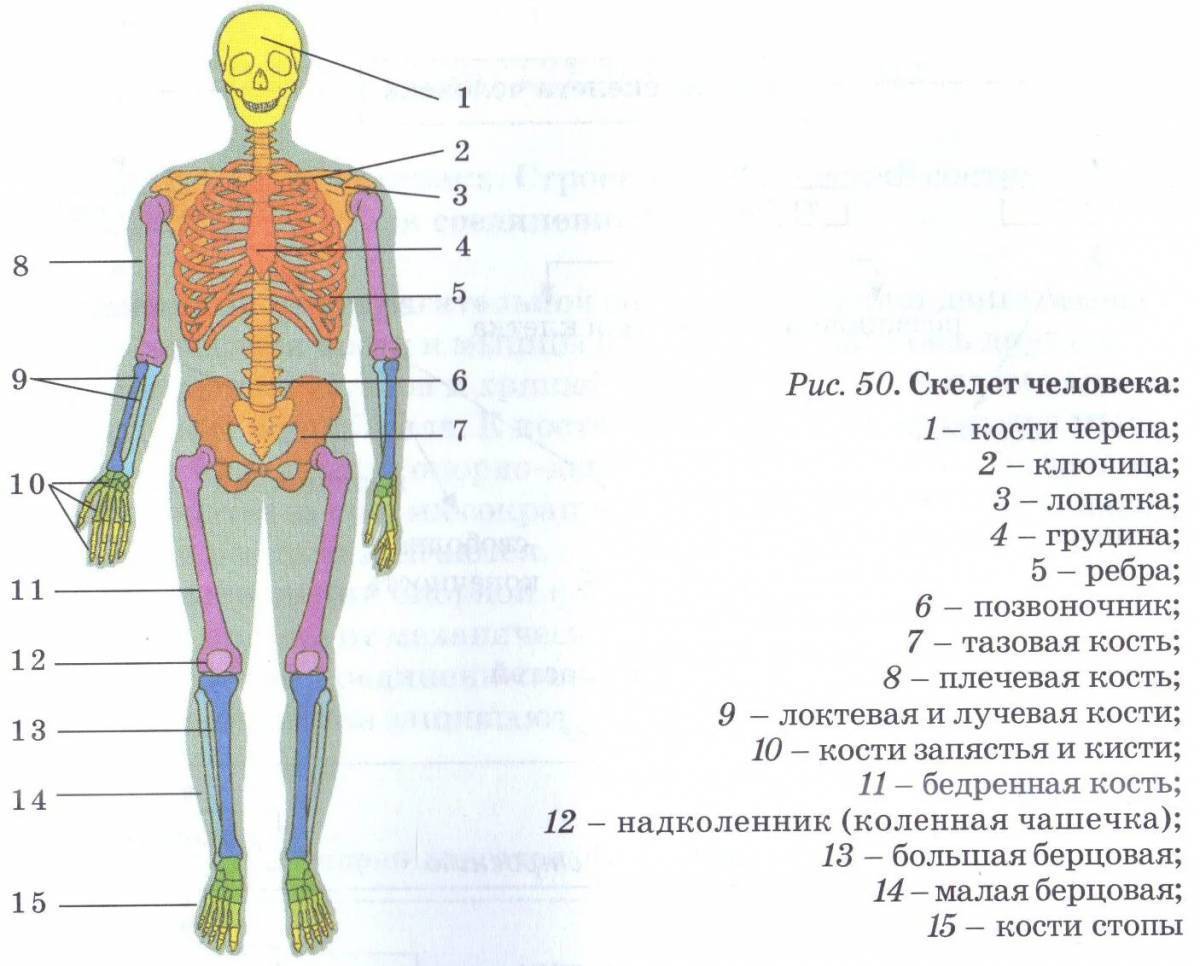 Схема строения скелета человека