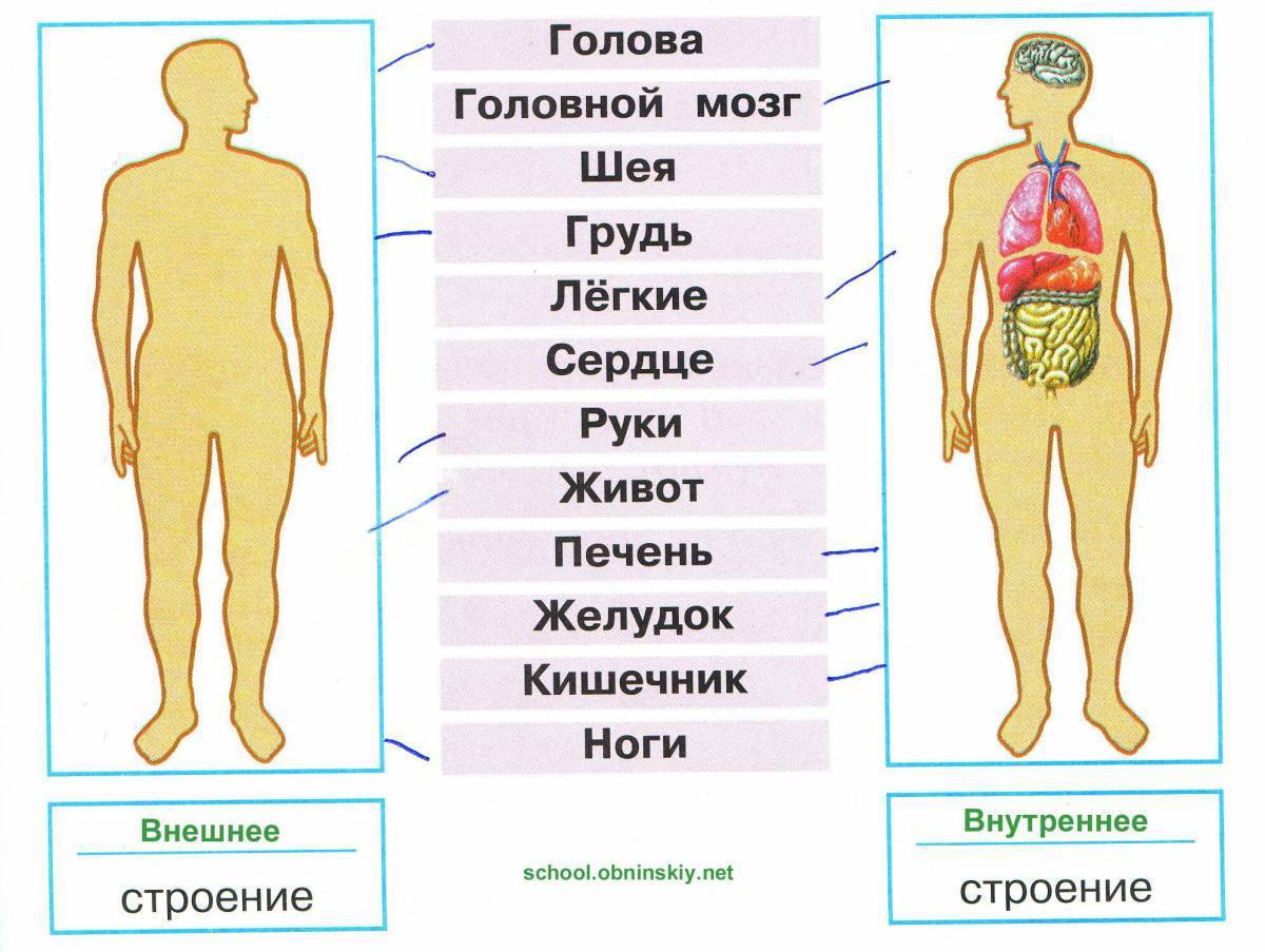 2 класс тех карта строение тела человека