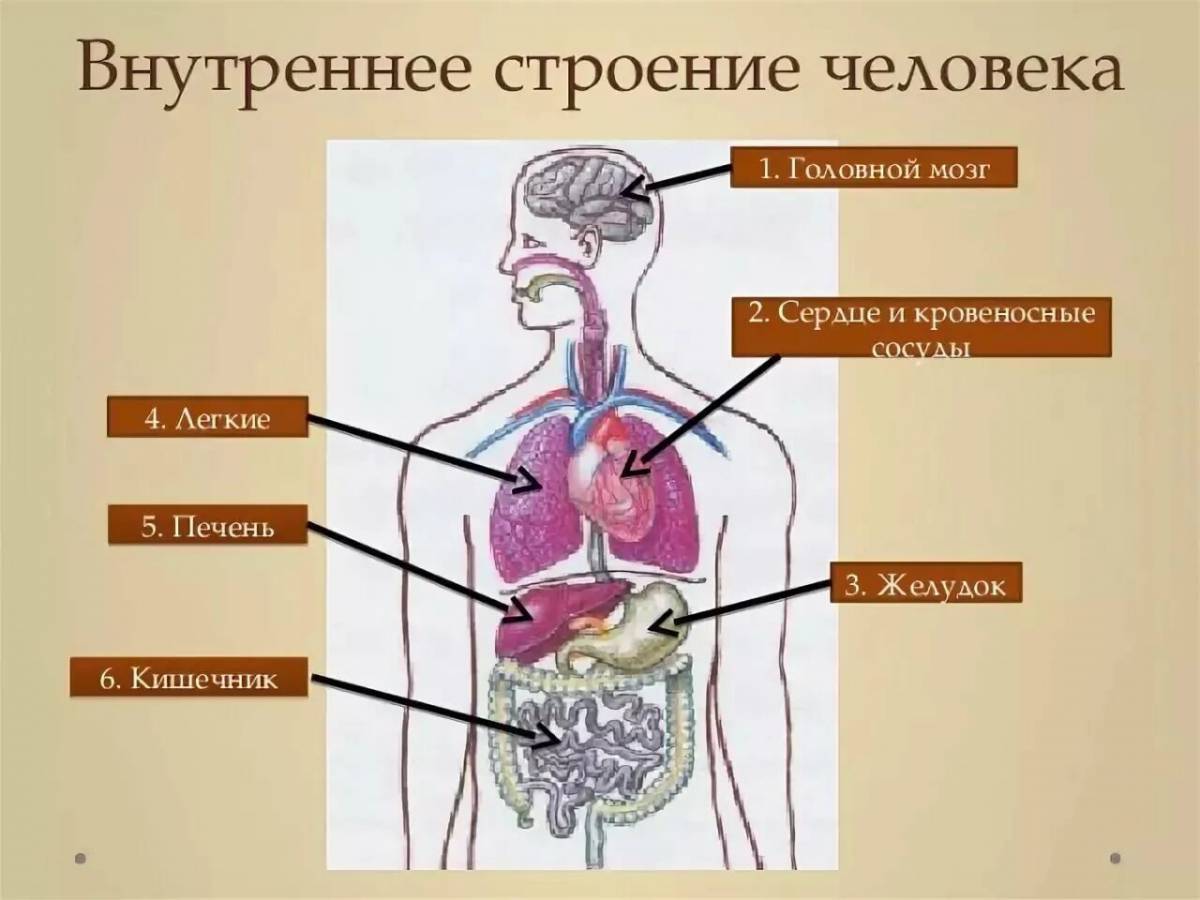 Органы человека расположение в картинках 4 класс