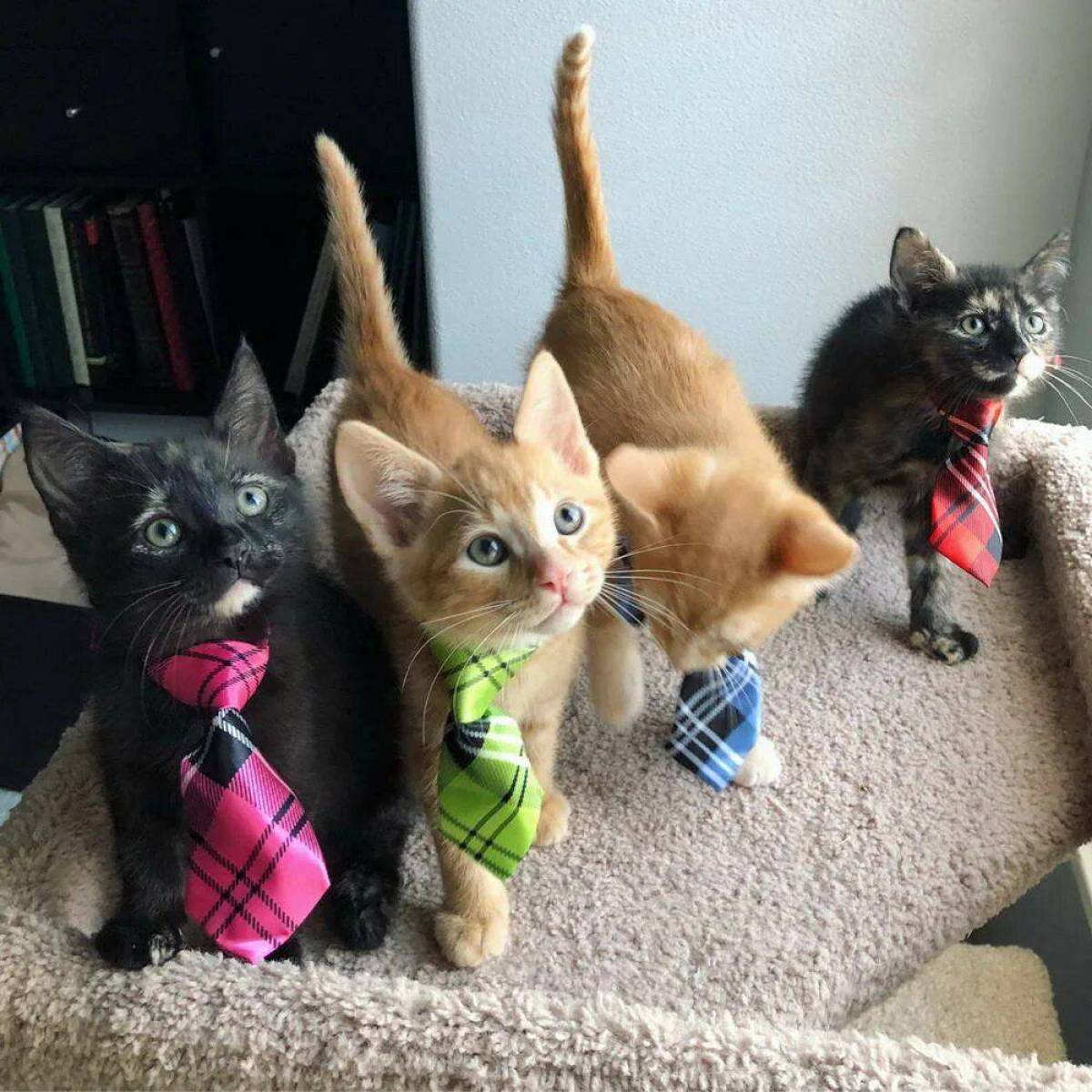 Включи веселый котенок. Котик в галстуке. Котята 4 штуки. Смешные котики в галстуке. Котята 4 штуки смешные.