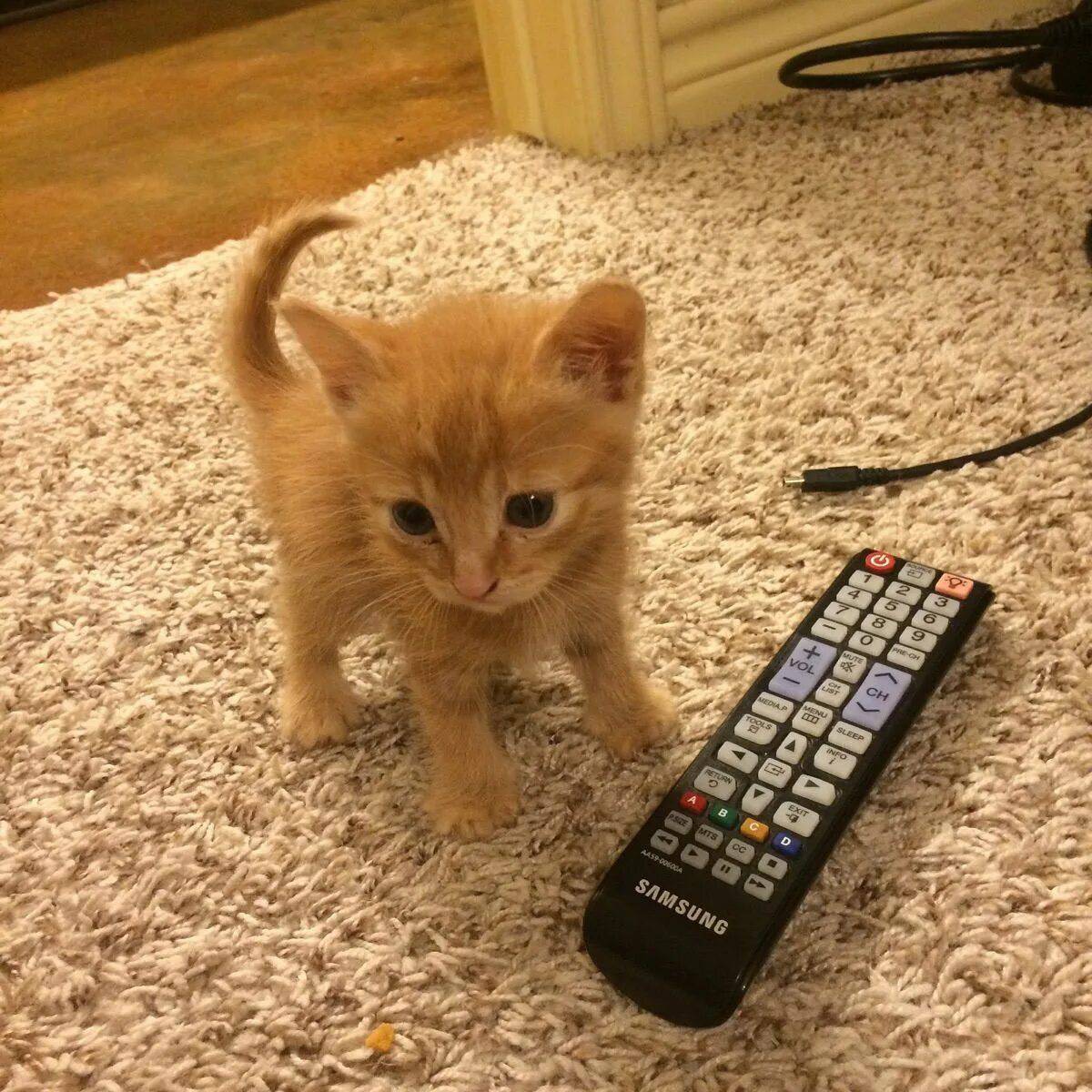Включи кот песни. Котик и пульт. Котик с пультом от телевизора. Рыжий кот с пультом. Включи котят.