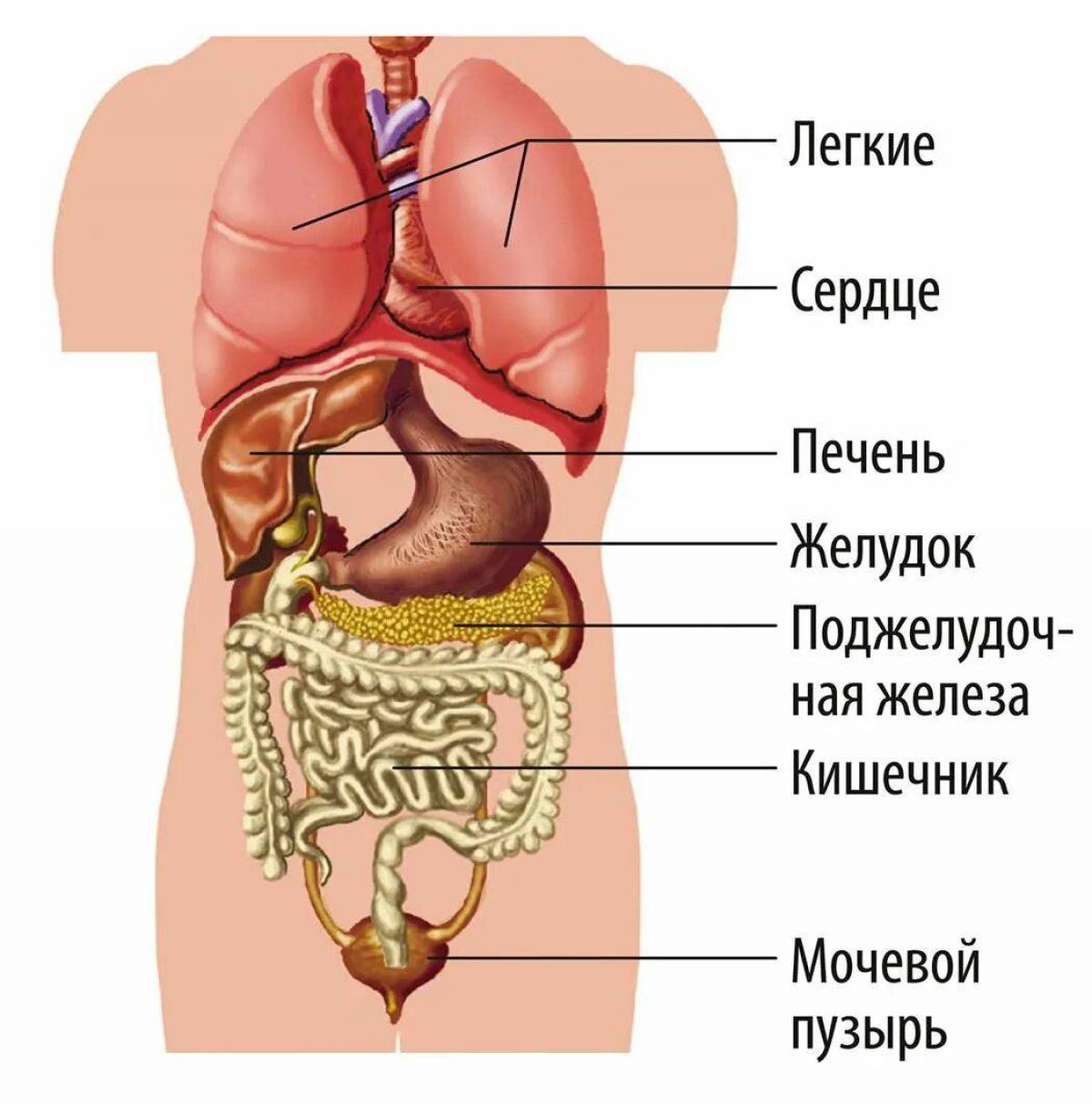 Где находится печень у новорожденного. Схема строения внутренних органов человека. Анатомия человека схема расположения внутренних органов.