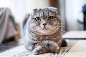 Раскраска вислоухий кот #37 #237130