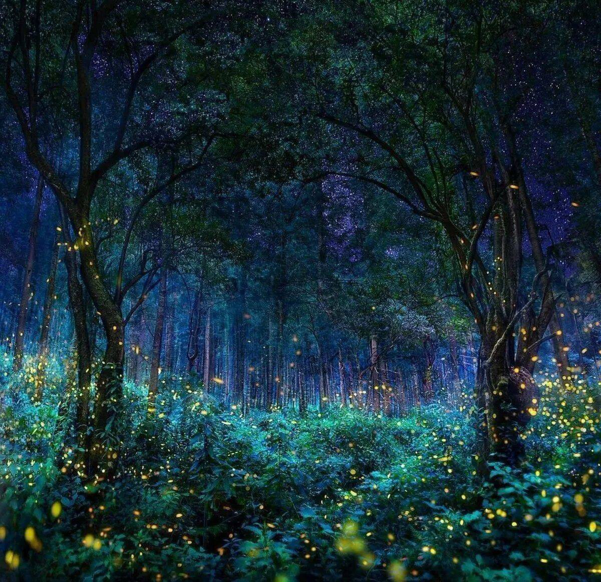 Красивые леса ночью. Святилище светлячков Мексика. Долина светлячков Малайзия. Река светлячков Малайзия. Парк светлячков в Малайзии.