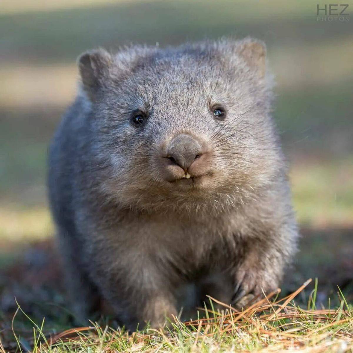 Wombat перевод. Тасманийский вомбат. Северный длинношерстный вомбат. Вомбат в Австралии. Эндемики Австралии вомбат.