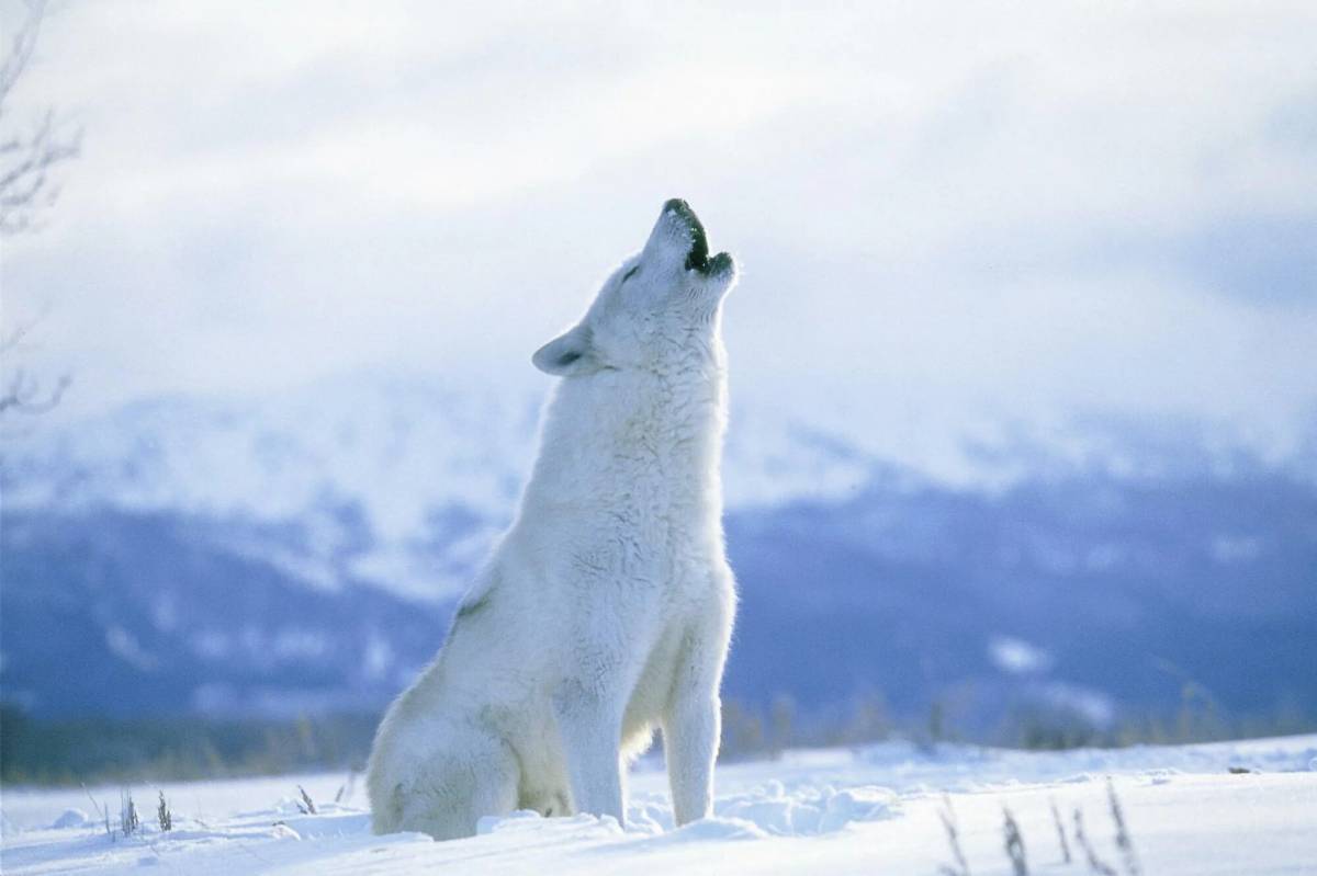 Волк полярный #1