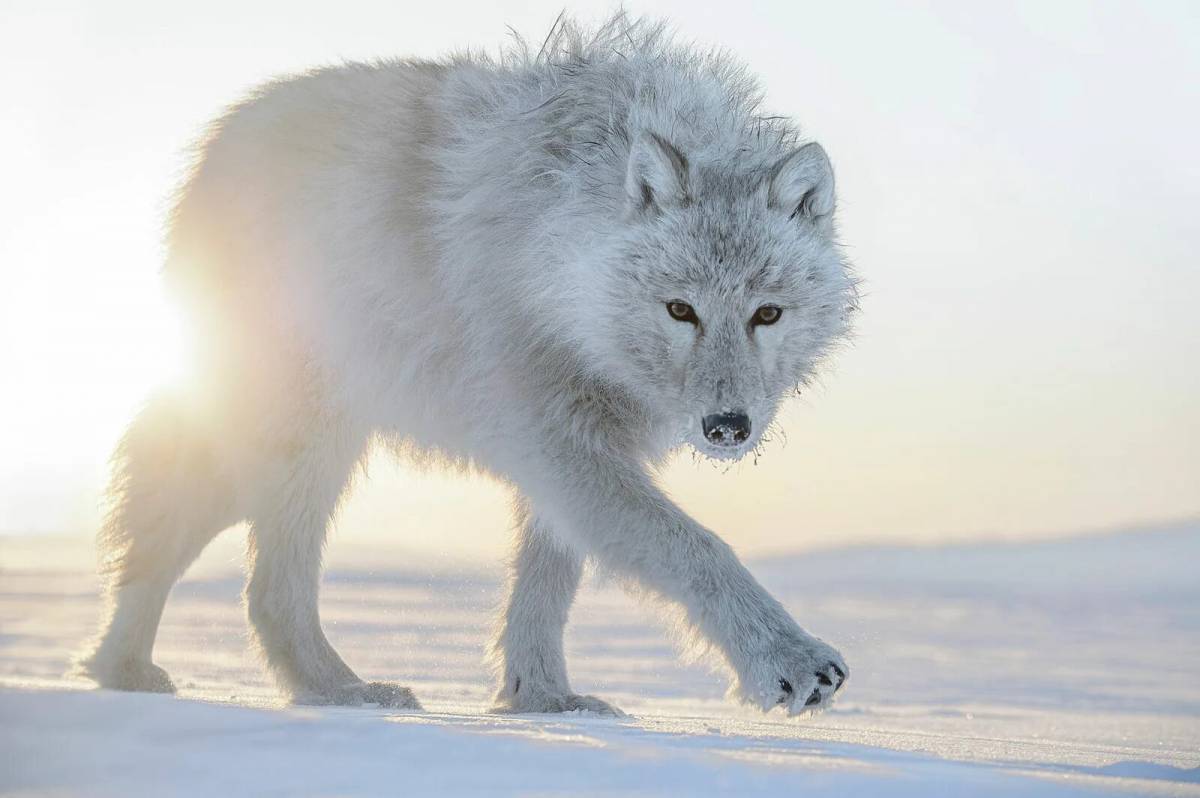 Волк полярный #2