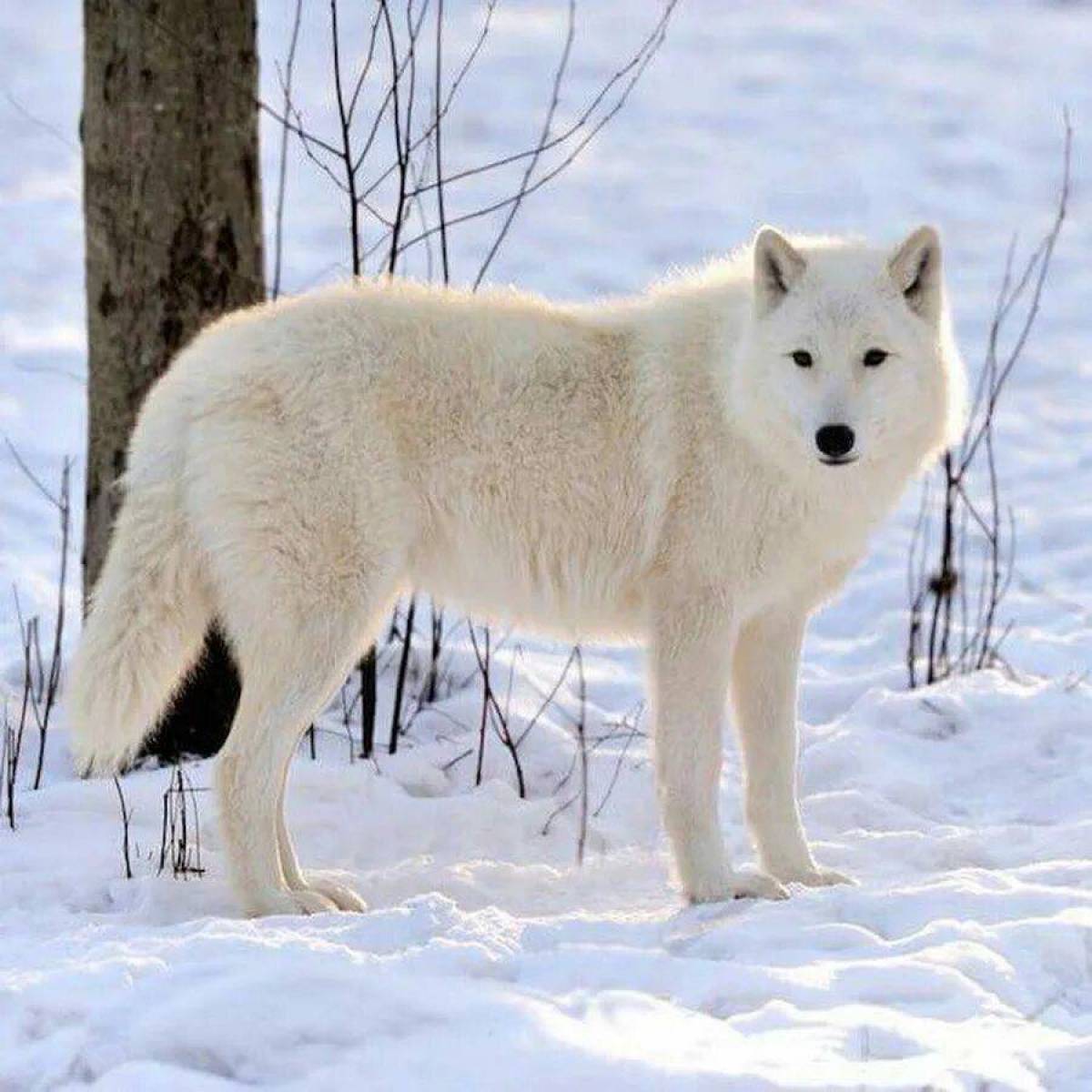 Волк полярный #5