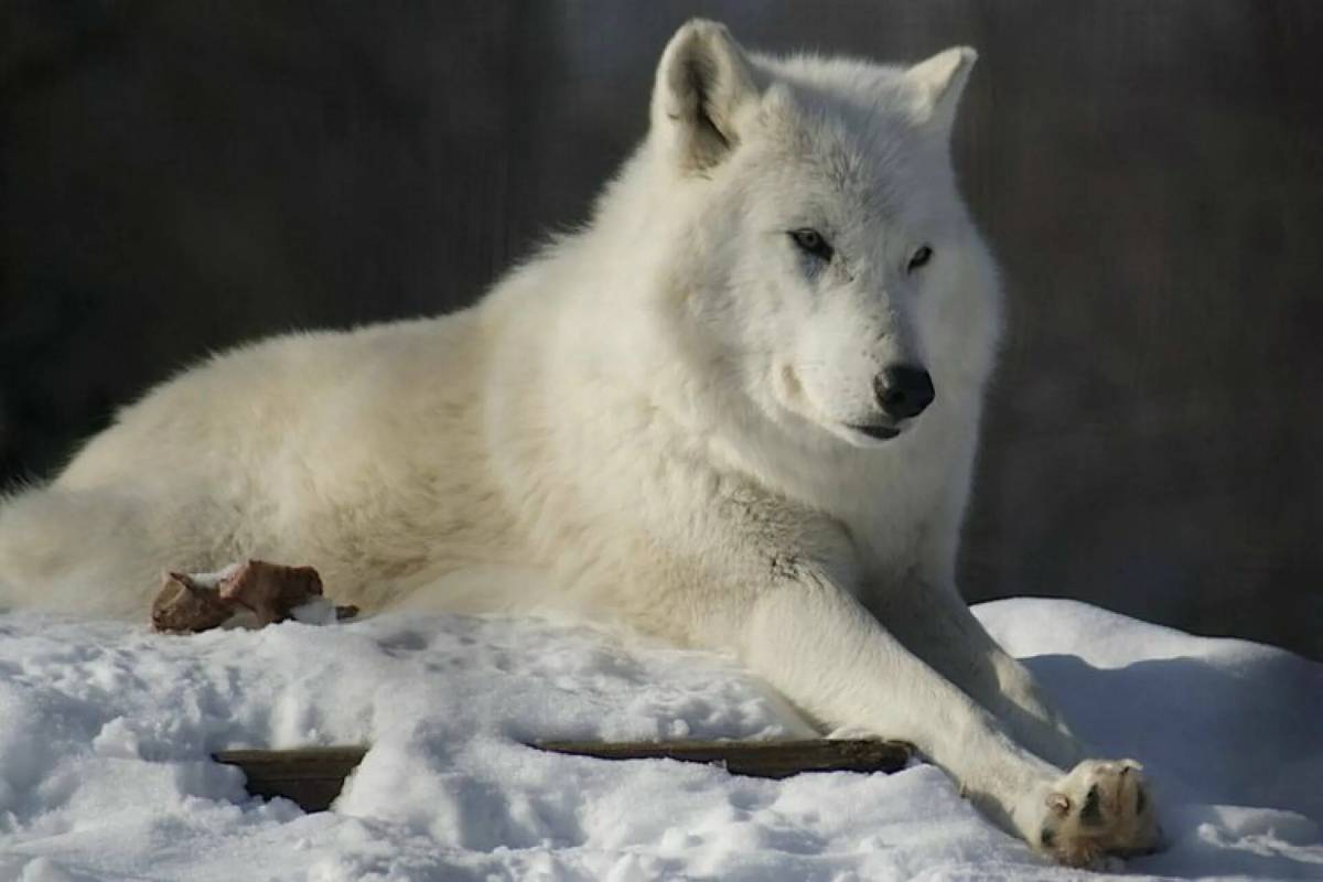 Волк полярный #8