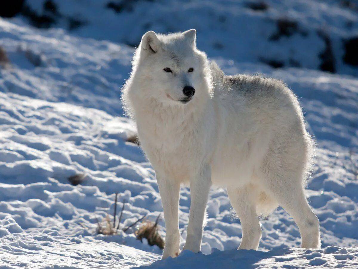 Волк полярный #11