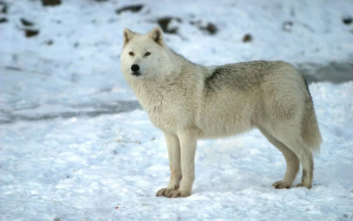 Волк полярный #12
