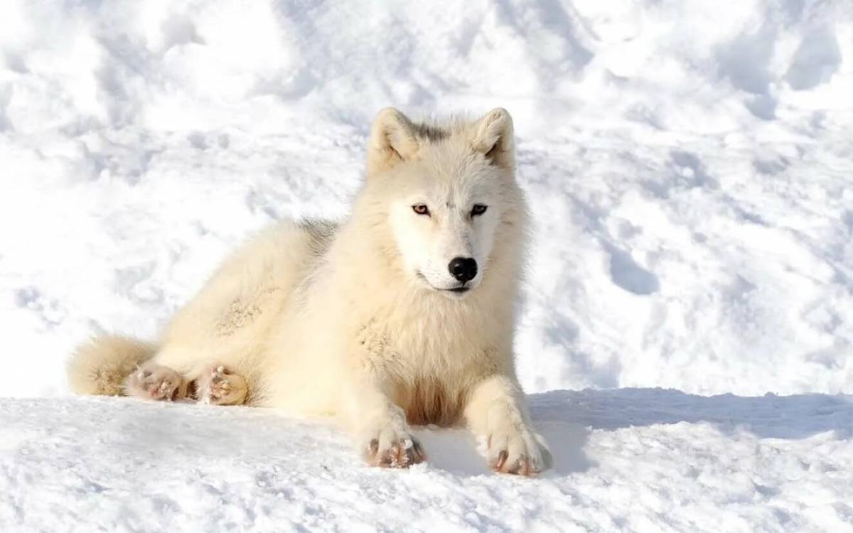 Волк полярный #14
