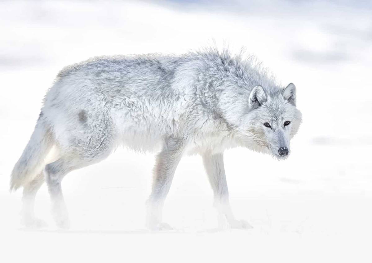 Волк полярный #15