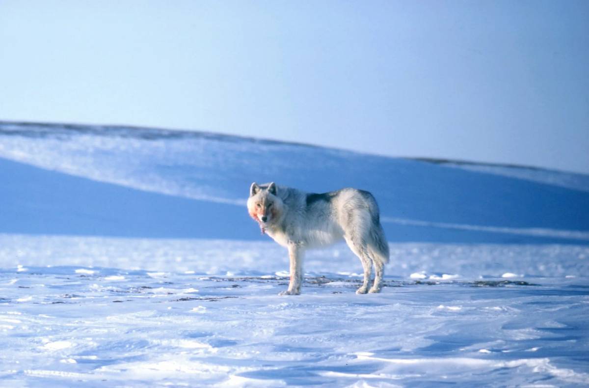 Волк полярный #17