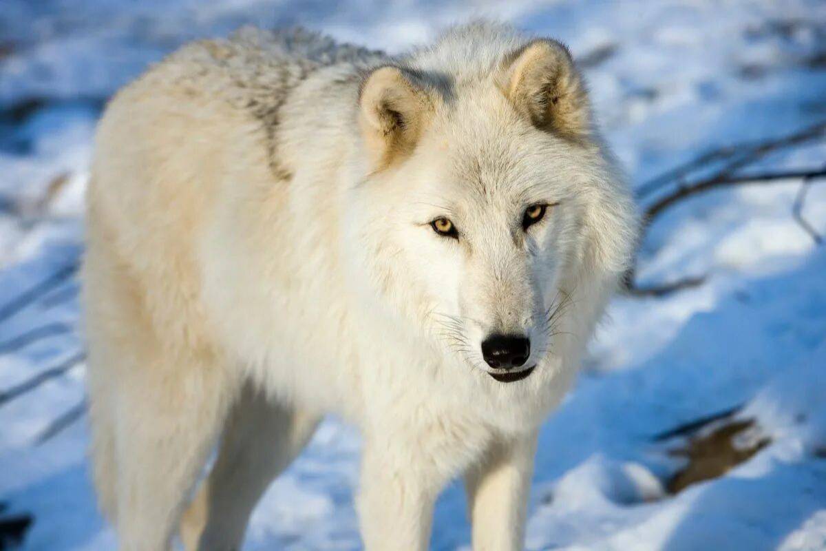 Волк полярный #23