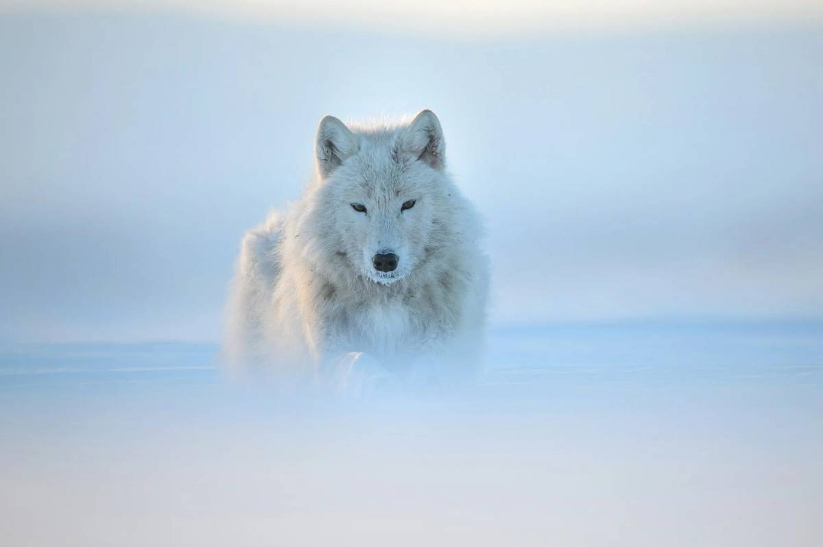 Волк полярный #24