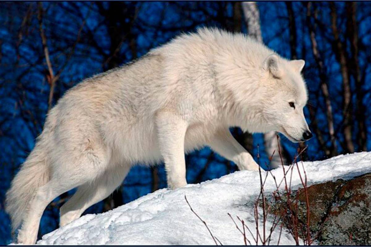 Волк полярный #25