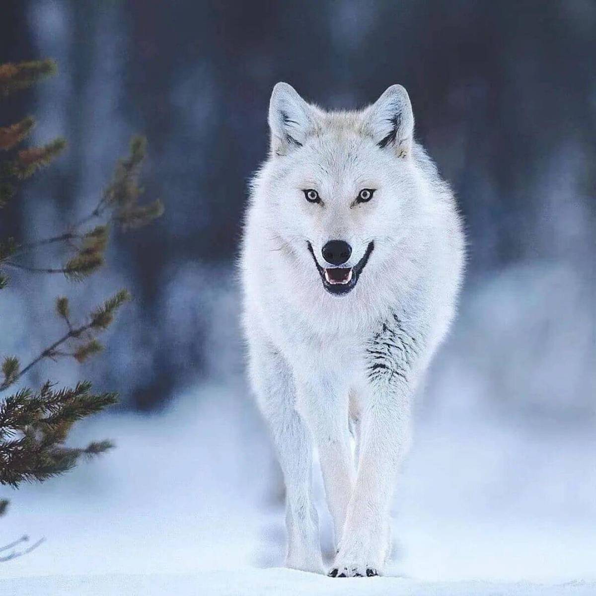 Волк полярный #26