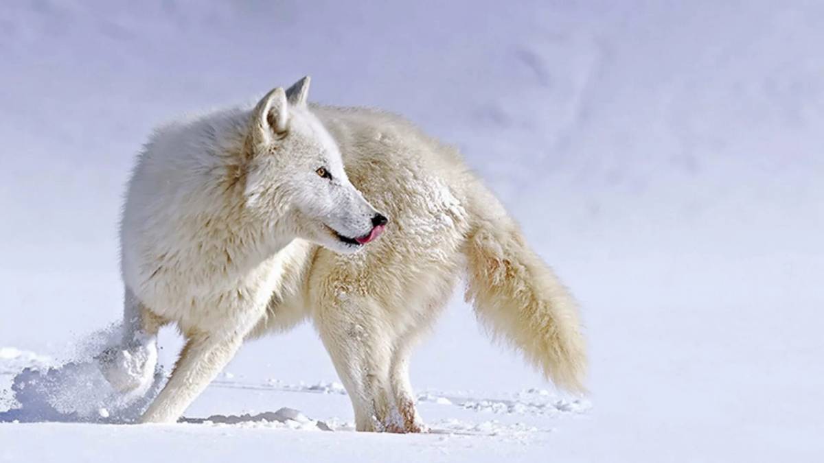 Волк полярный #29