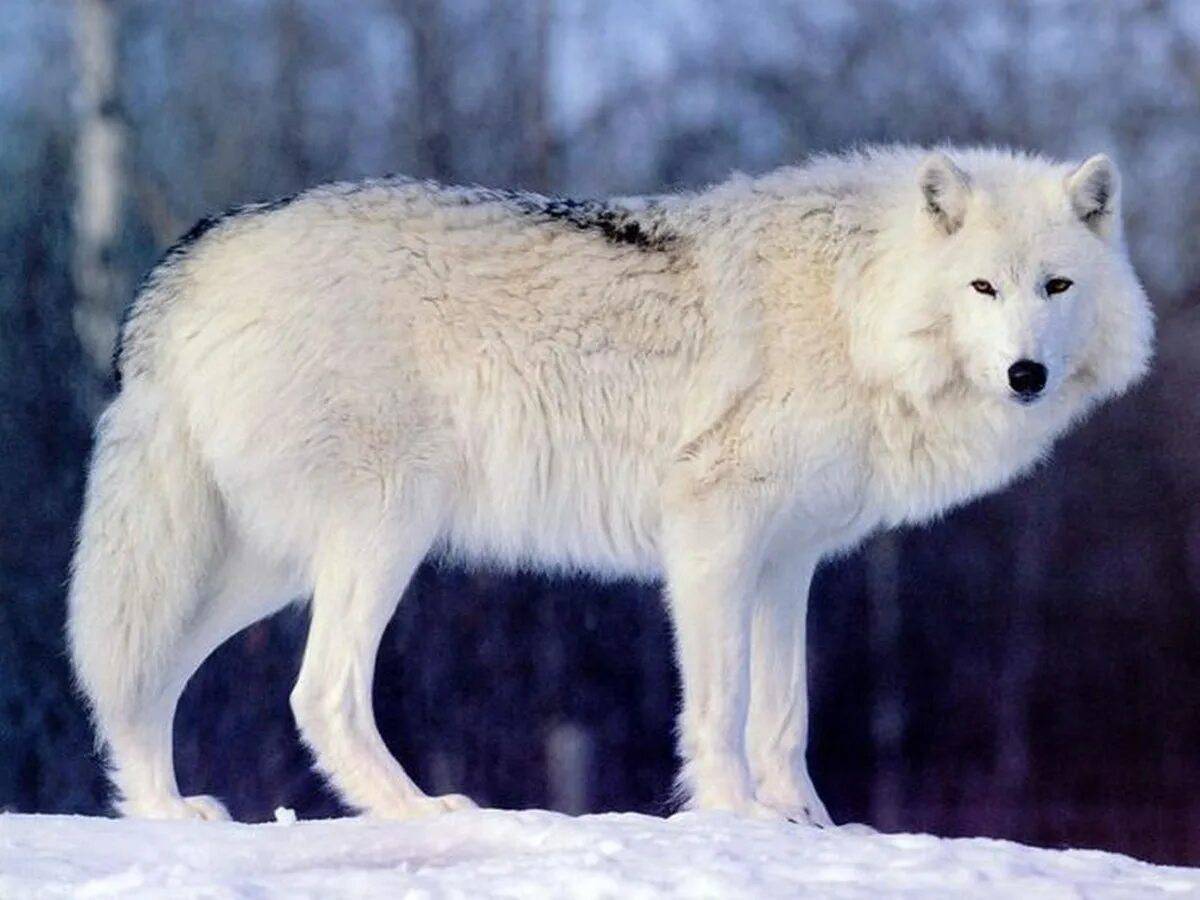 Волк полярный #30