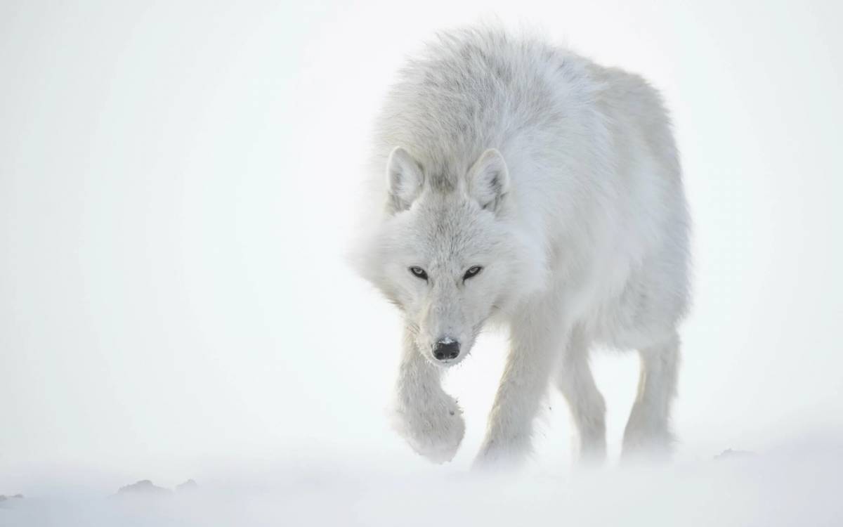 Волк полярный #32