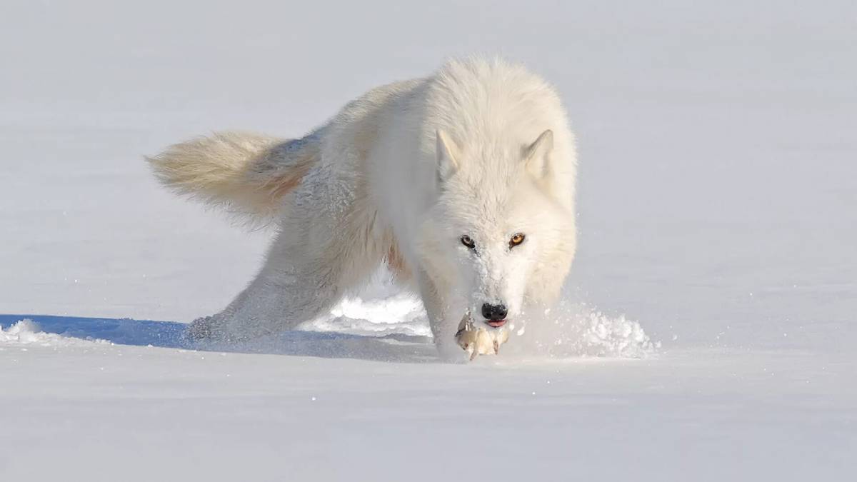 Волк полярный #33