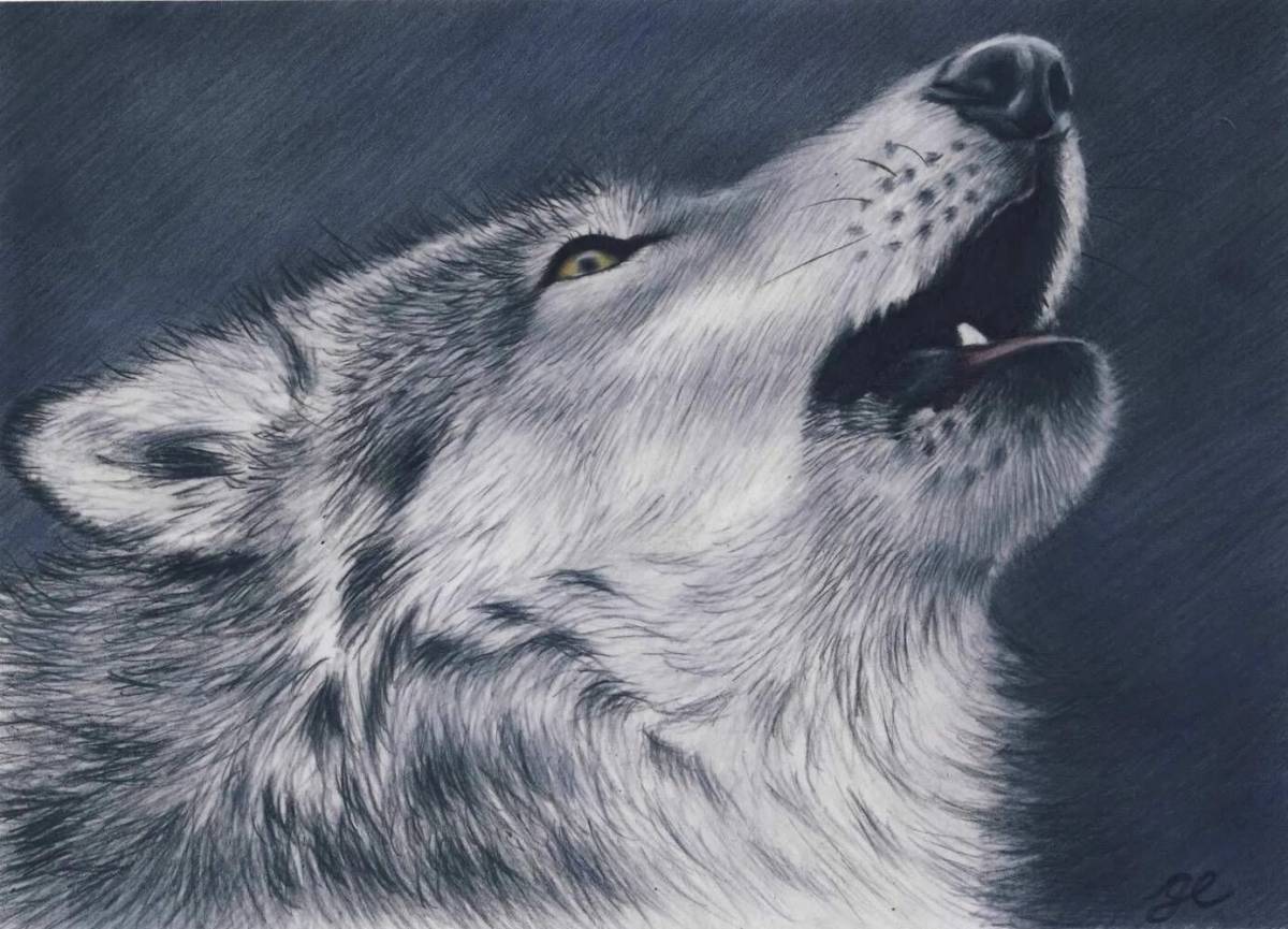 Волк рисунок #5