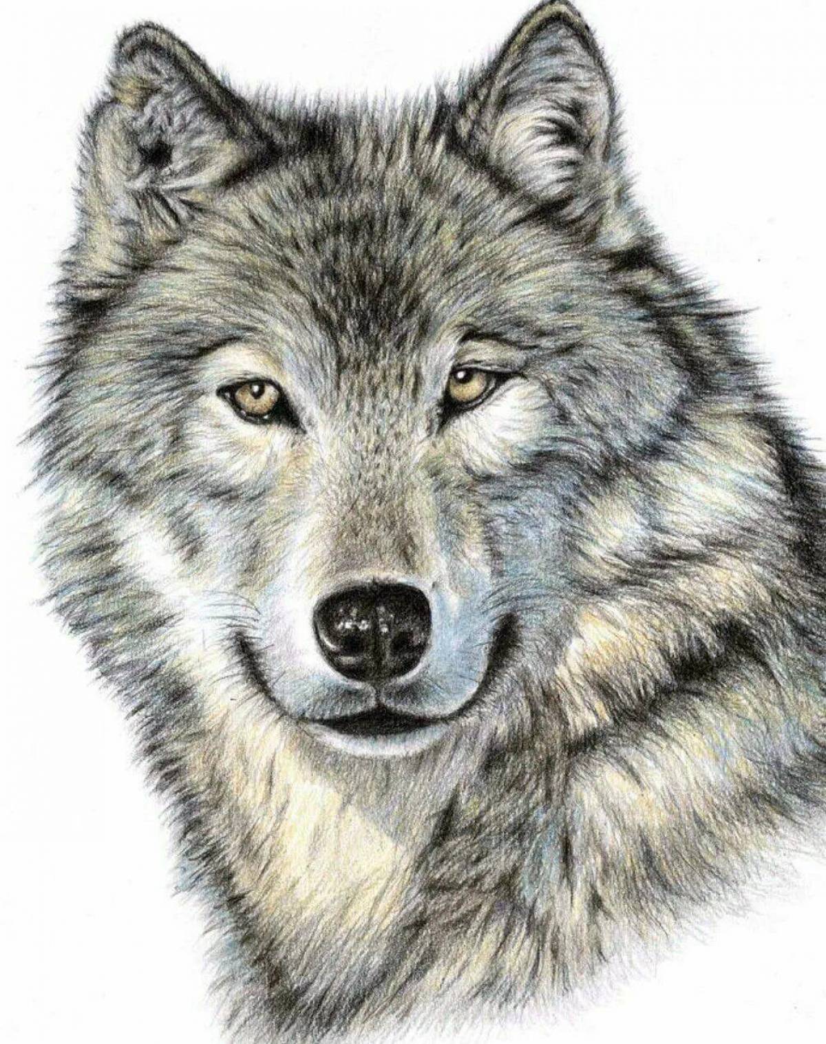 Волк рисунок #7
