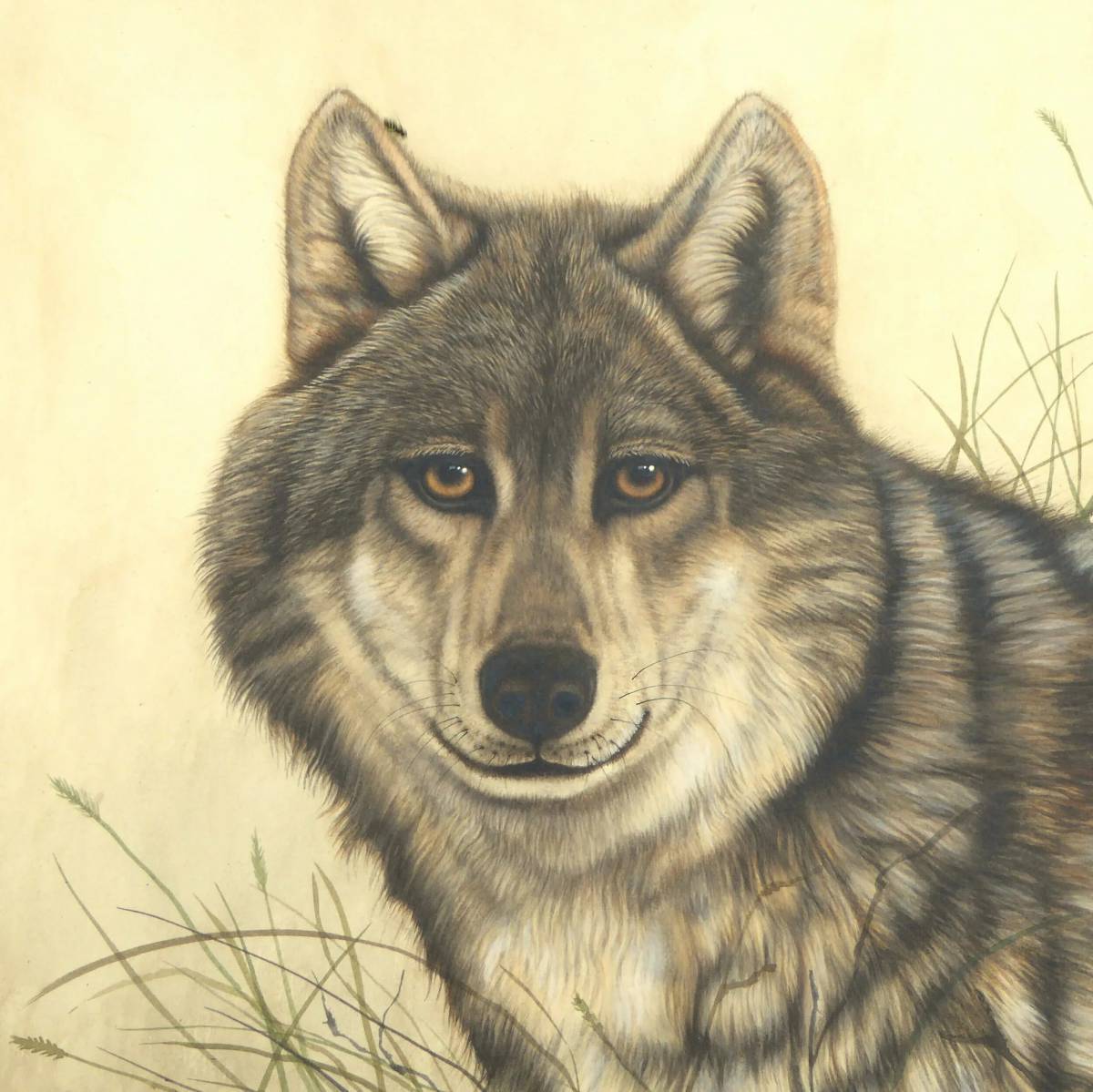 Волк рисунок #9