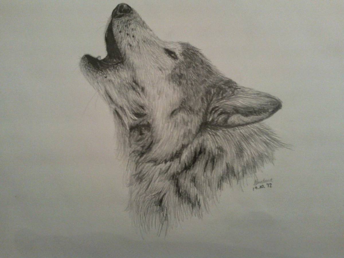 Волк рисунок #12