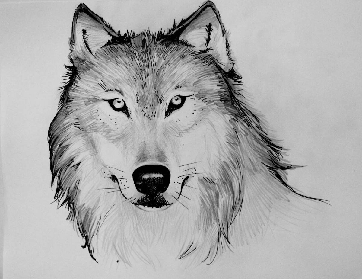Волк рисунок #14