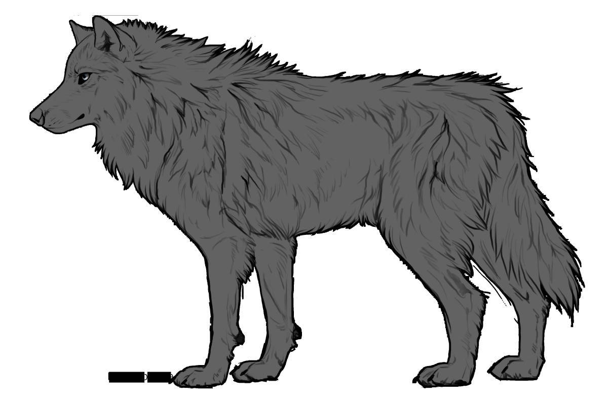 Волк рисунок #20