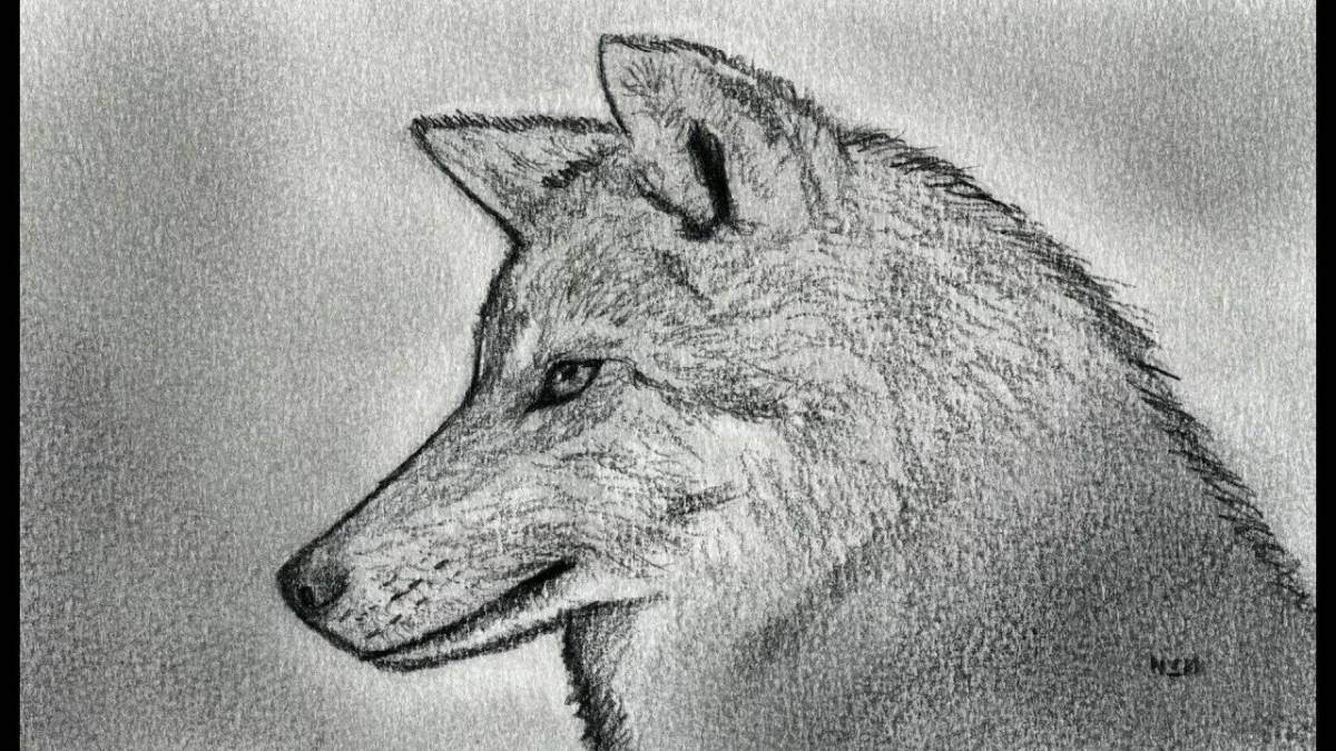 Волк рисунок #21