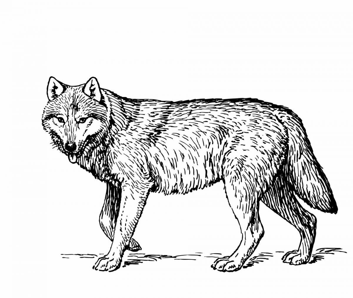Волк рисунок #22