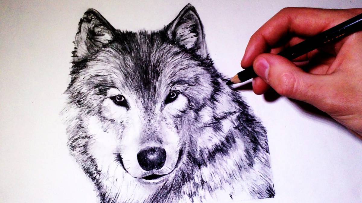 Волк рисунок #23