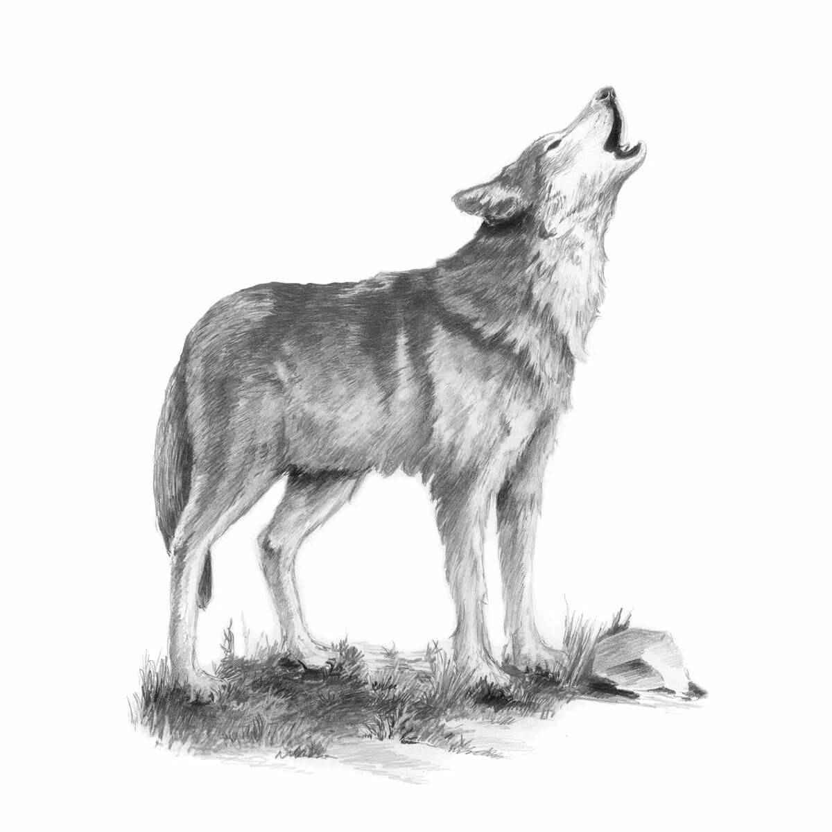 Волк рисунок #24
