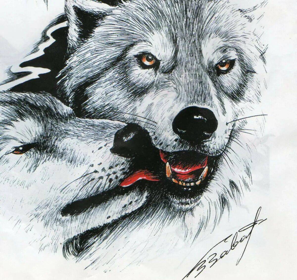 Волк рисунок #27