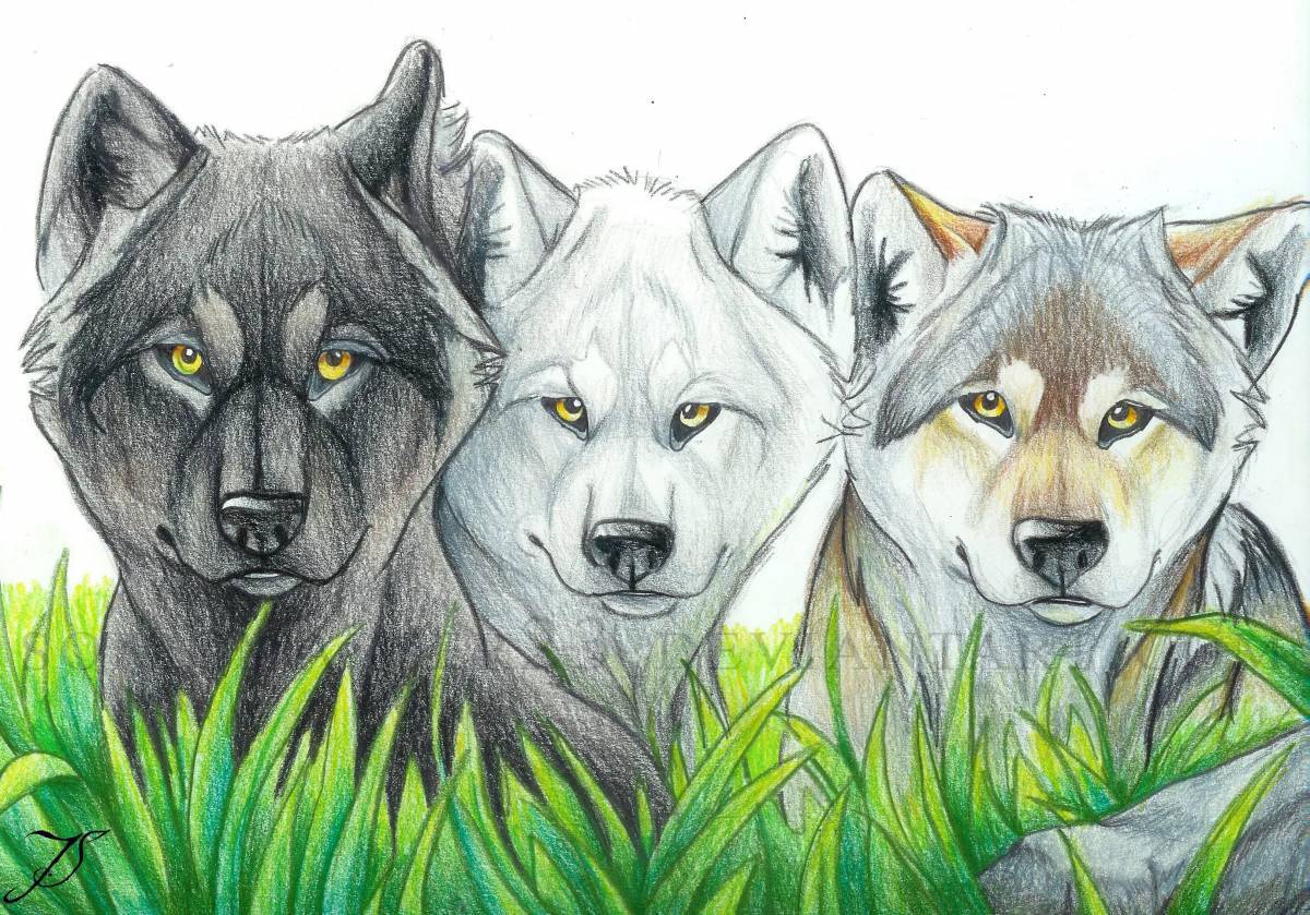 Волк рисунок #31