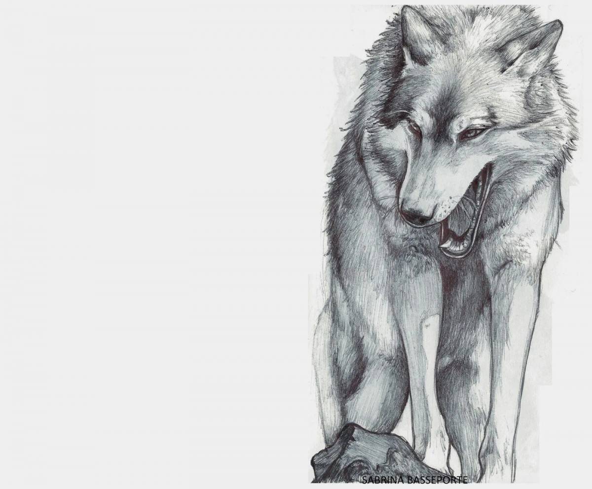 Волк рисунок #35