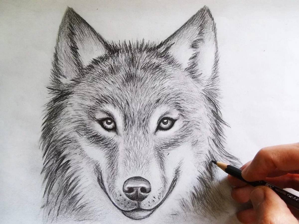 Волк рисунок #37